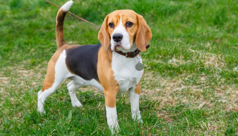 Beagle